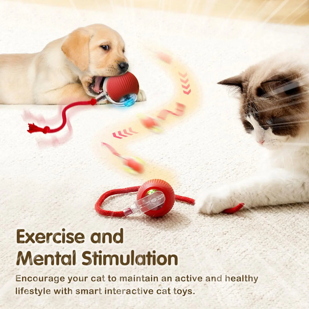 Smart Cat Chase Ball