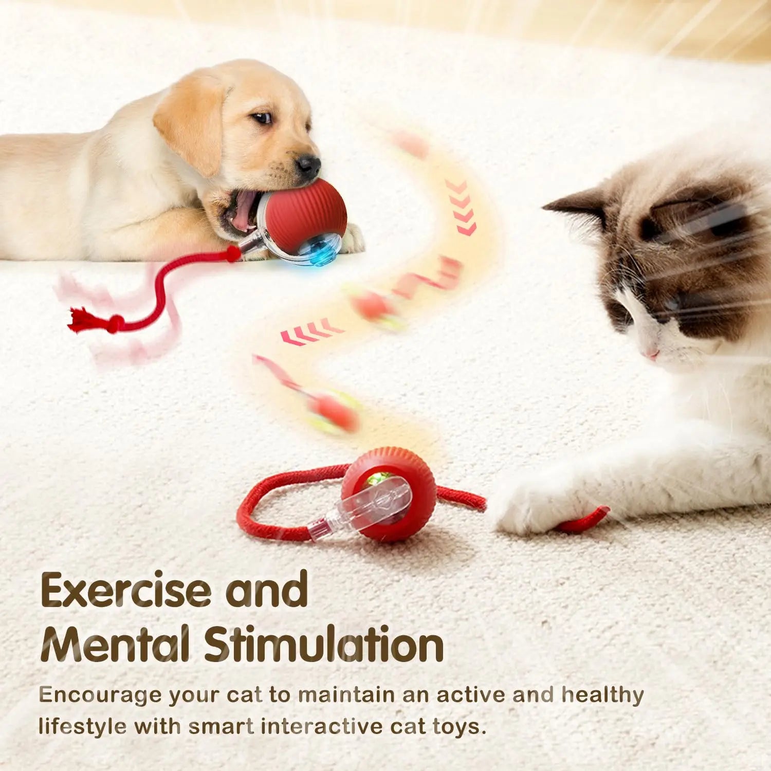 Smart Cat Chase Ball